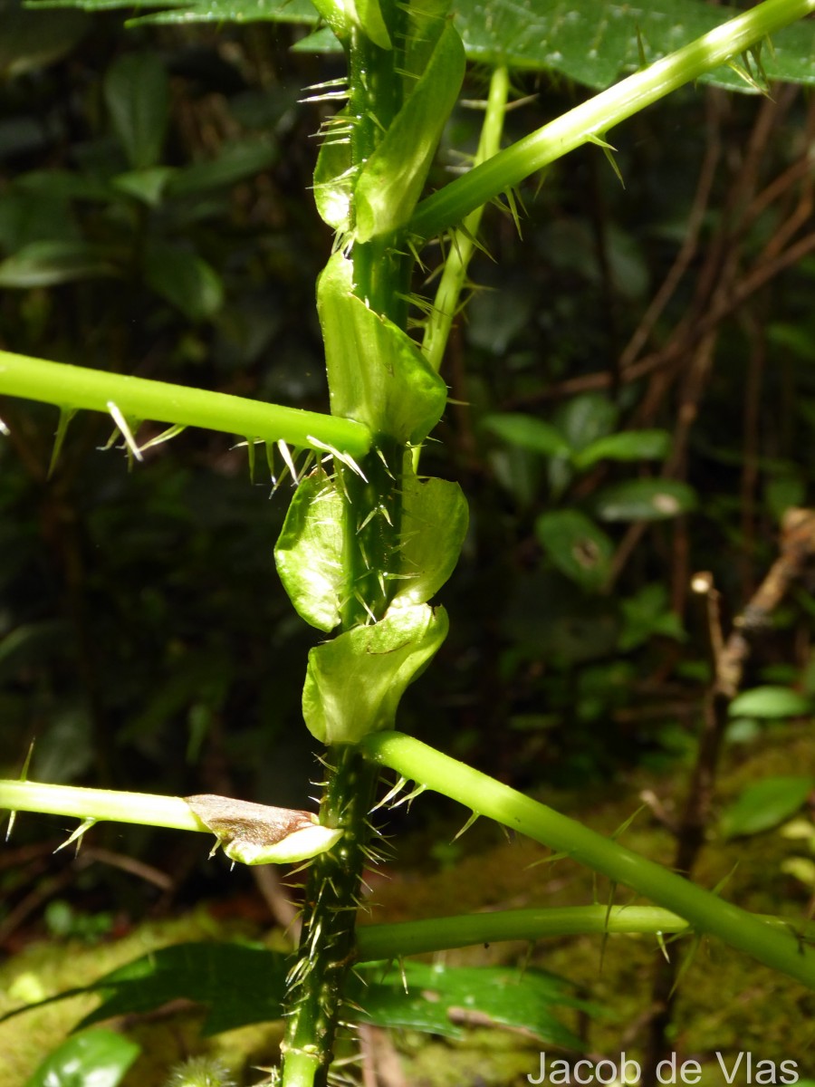 Girardinia diversifolia (Link) Friis